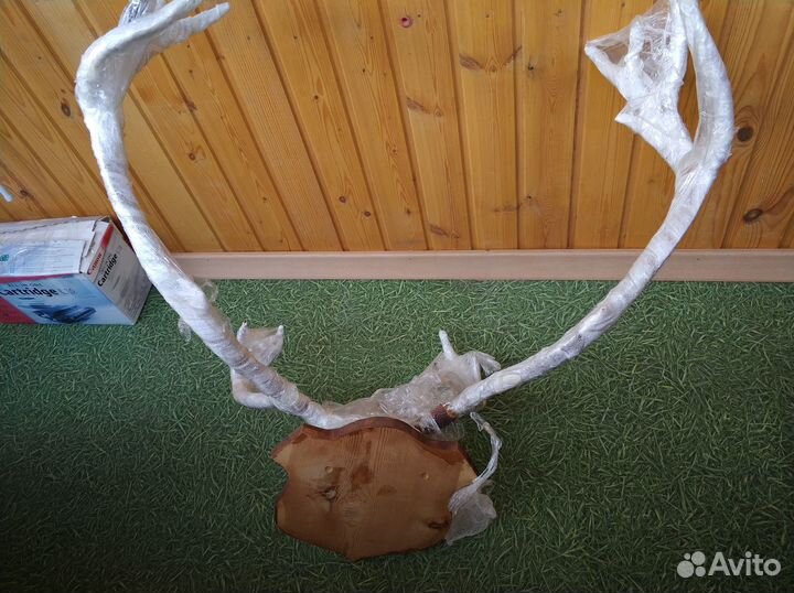 Рога крупного оленя