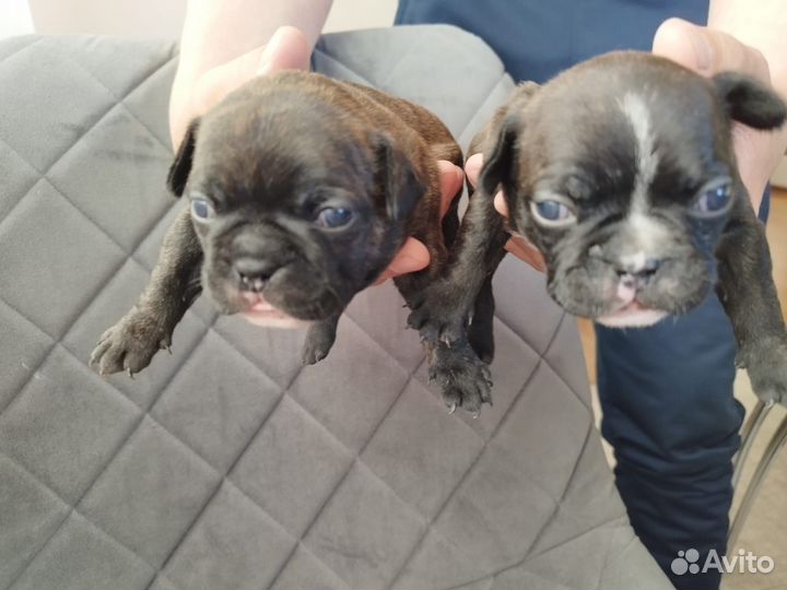 Французский бульдог щенки