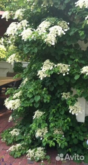 Лианы, смородина, малина, лук, грецкий орех, мята