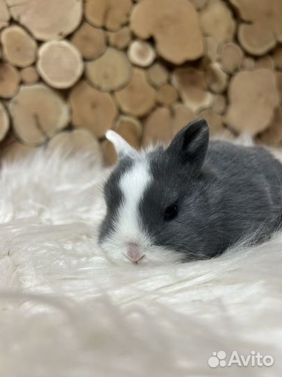 Самый большой выбор карликовых кроликов