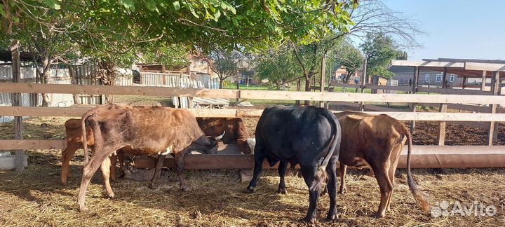 Коровы,бычки, телята