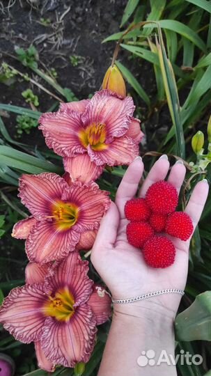 Многолетние растения для сада