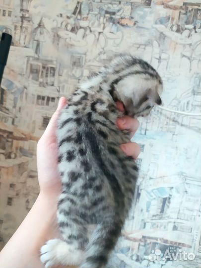 Шотланский котенок