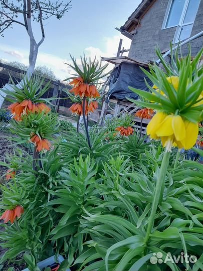 Рябчик императорский оранжевый