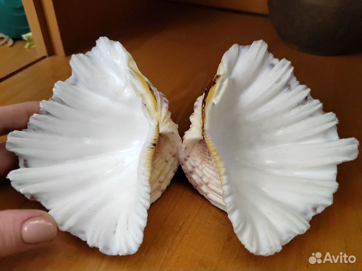 Хипопус ракушка 13,5