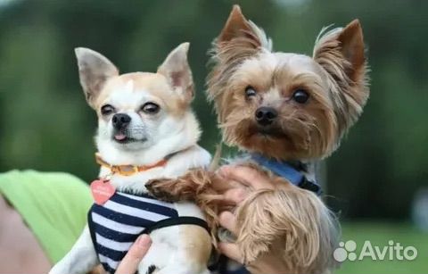 Передержка собак в домашних условиях