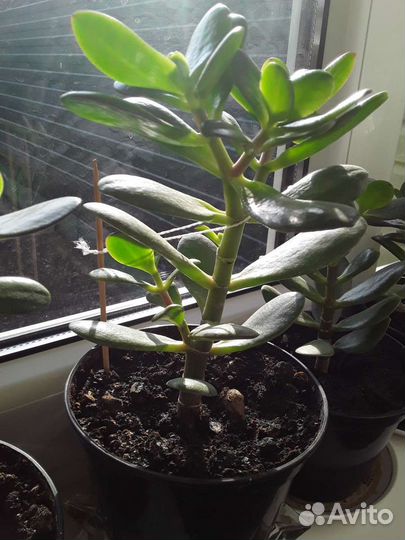 Толстянка / денежное дерево