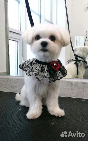 Стрижка маленьких собачек в ЖК Близкий