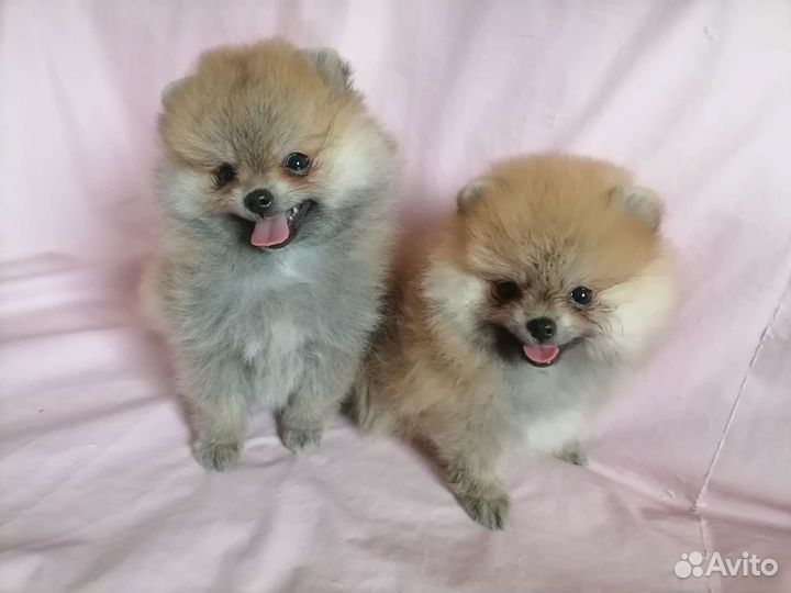 Крошки померанский шпиц миниатюра мини микро