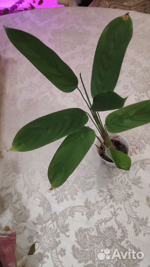 Комнатные растения