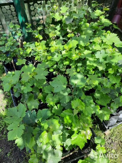 Саженцы сортового винограда