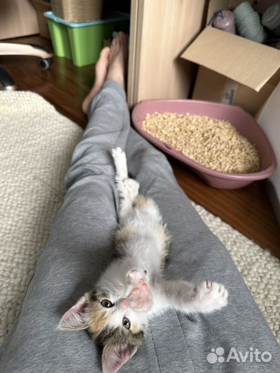 Трехцветный котенок девочка