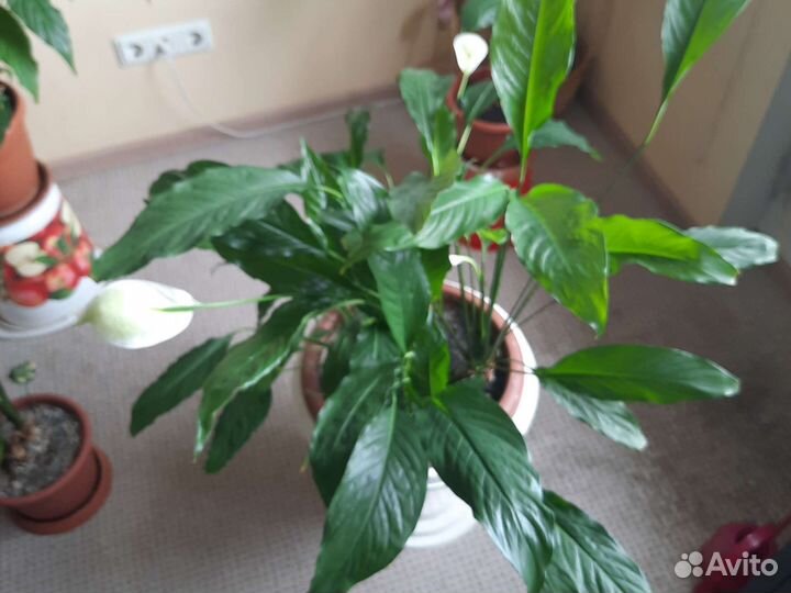 Спацифилум