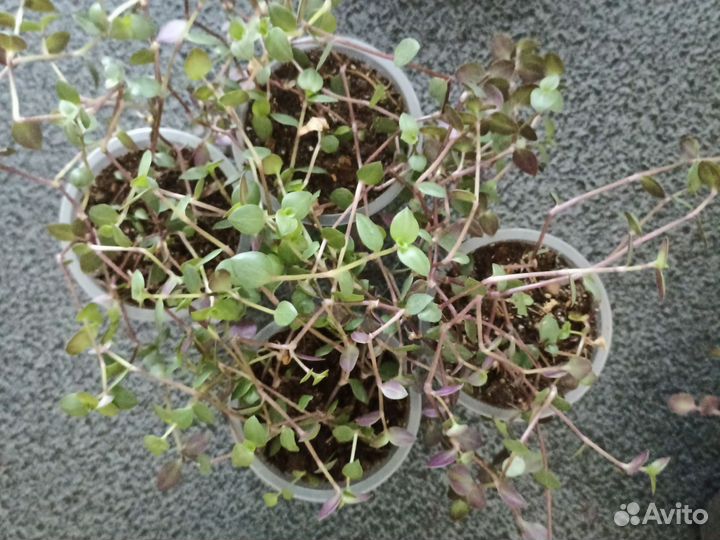 Коллизия Розова пантера