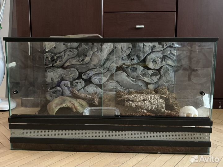 Маисовый полоз с террариумом