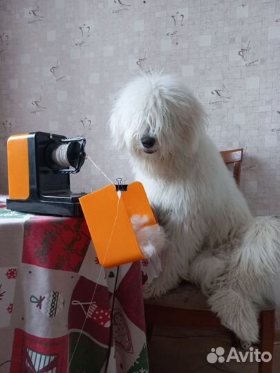 Фотосессия с собакой и Канистерапия