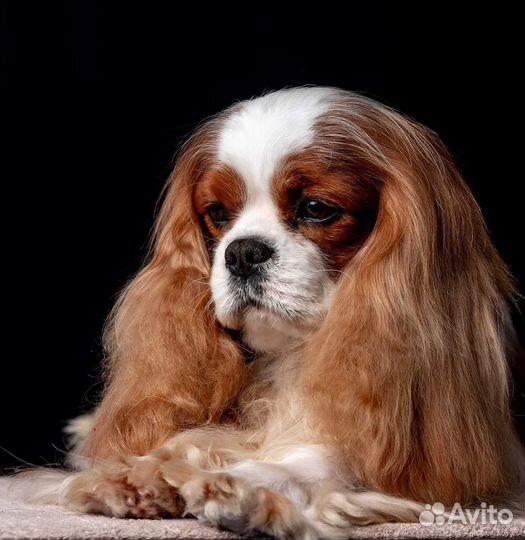 Щенки Кавалер Кинг Чарльз Спаниель