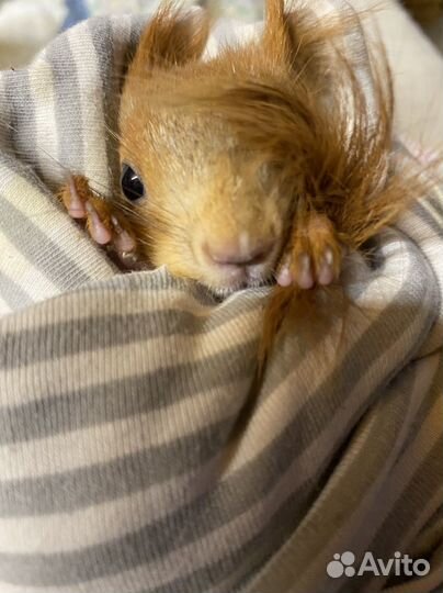 Белки и бельчата