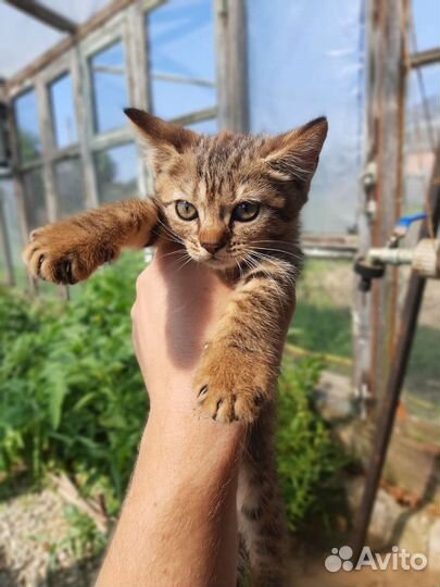 Кошечки в добрые руки