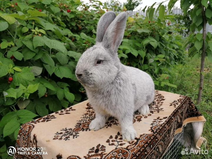 Отправка в регионы Чистопородные кролики Бсс