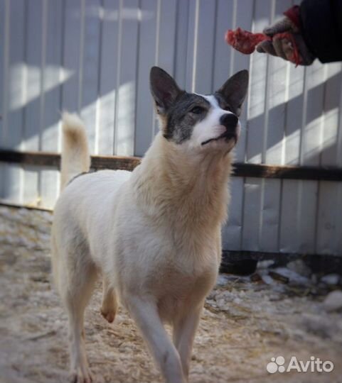 В добрые руки