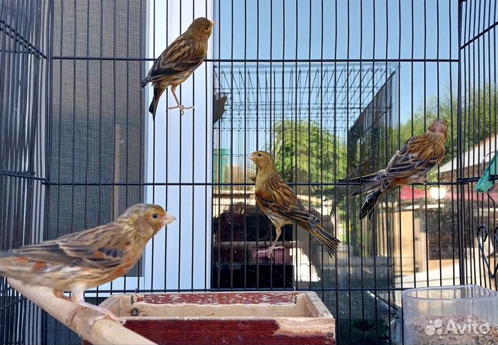 Канари певчие