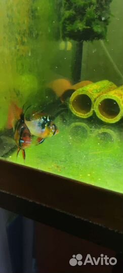 Апистограмма Рамирези