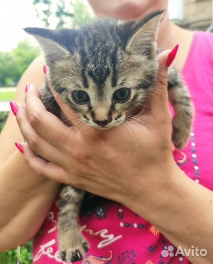 Котенок 9 мес. в добрые руки, Москва