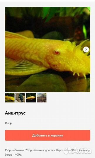 Аквариумные рыбки