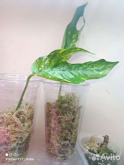 Epipremnum yellow flame.Эпипремнум Еллоу Флейм