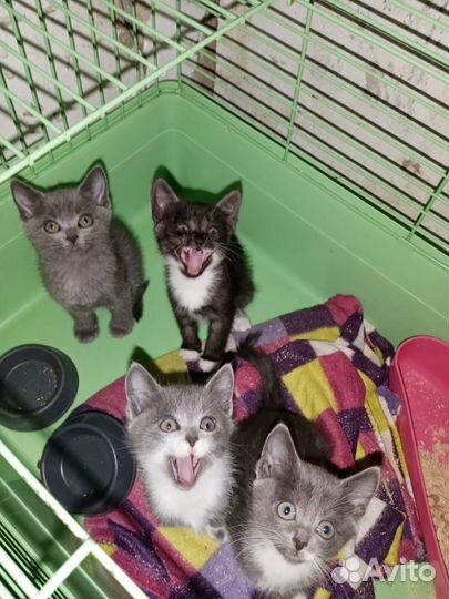 Малыши кукляши очень красивые котята метисы