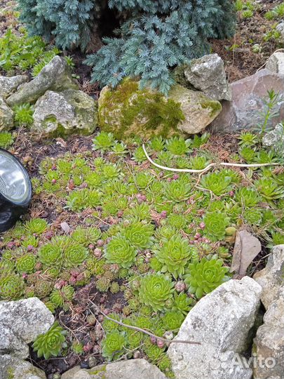 Молодило(каменная роза)