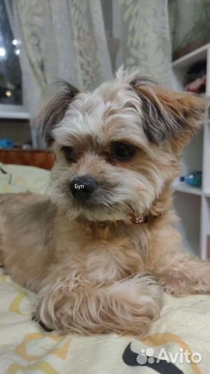 Случка пудель