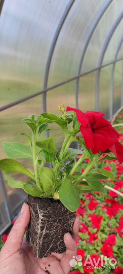 Рассада цветов опт и розница