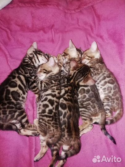 Бенгальская