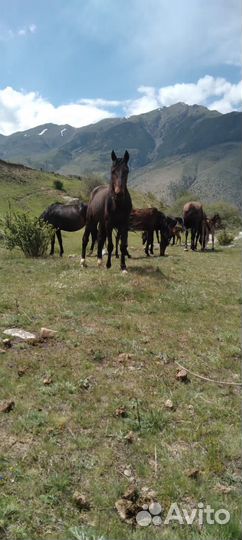 Лошадь жеребчик