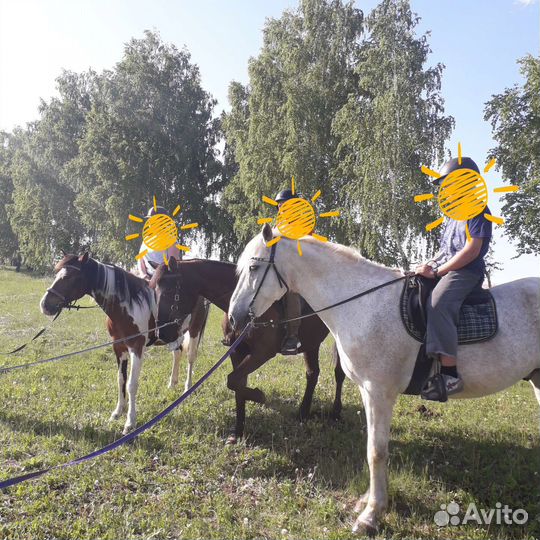 Конные прогулки