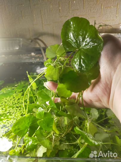 Аквариумные растения