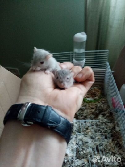 Мышь песчанка