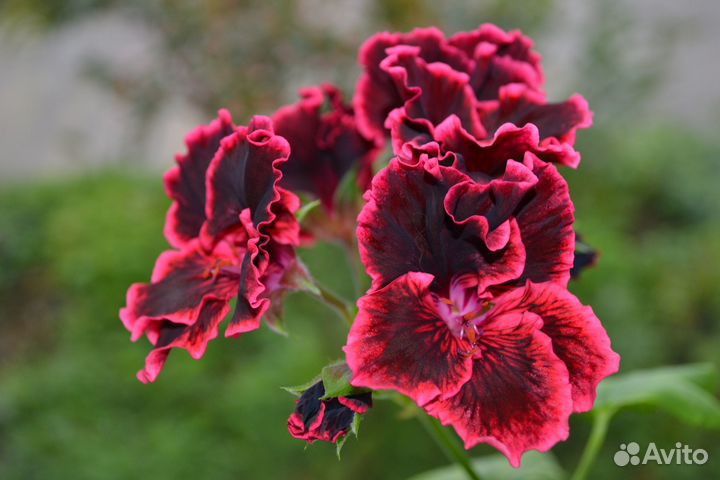 Сортовые пеларгонии