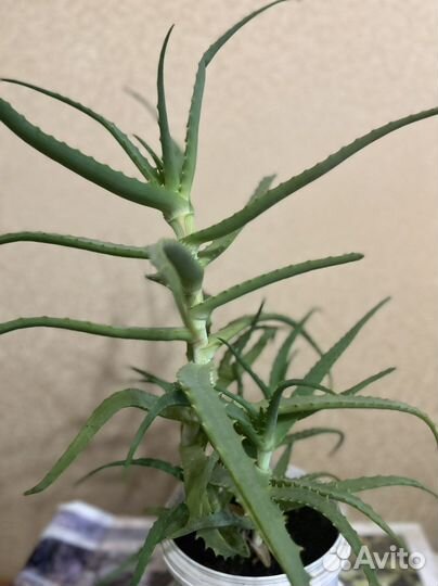 Алоэ 3 года