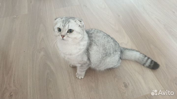 Кошечка ищет кота