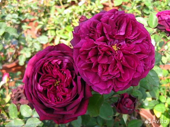 Саженцы роз
