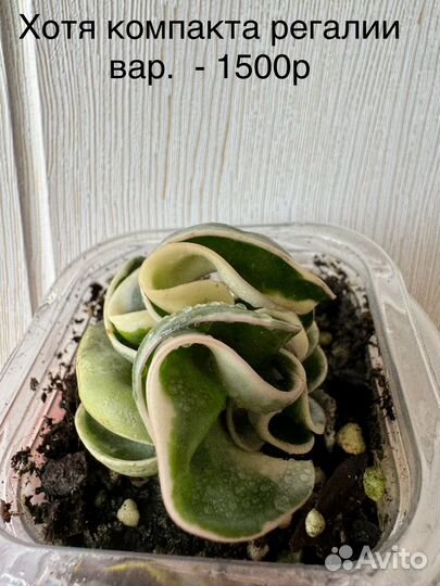 Хойи и сциндапсусы