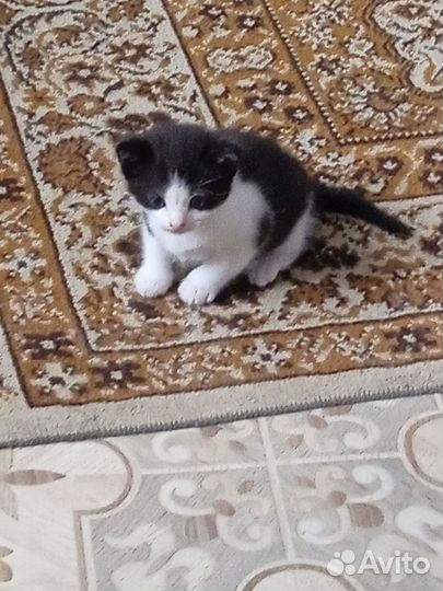 Комочек счастья-котик