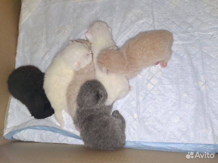 Британские котятки