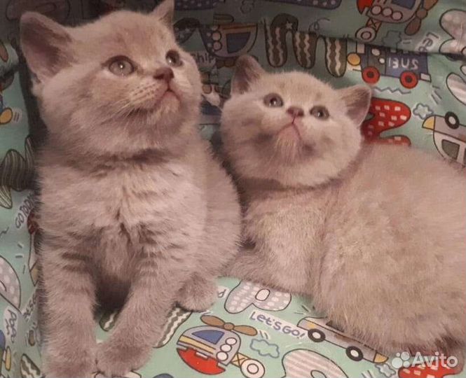 Шикарные плюшки