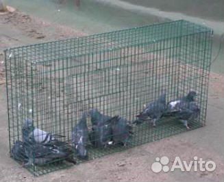 Отлов птиц на складах и в торговых залах