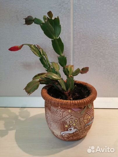 Декабрист шлюмбергера