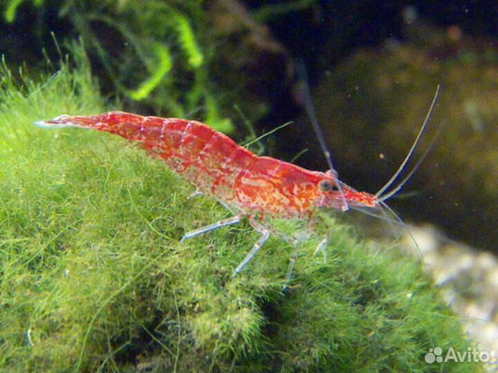 Аквариумные креветки, сомики анциструсы, меченосцы